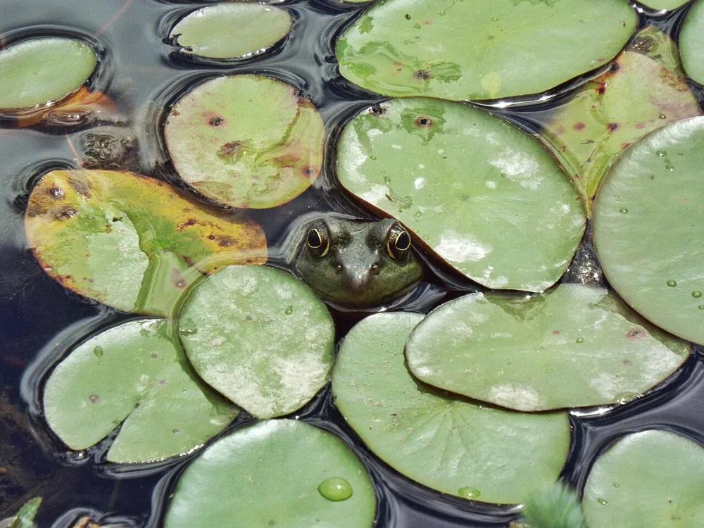 A frog watching from between lily pads