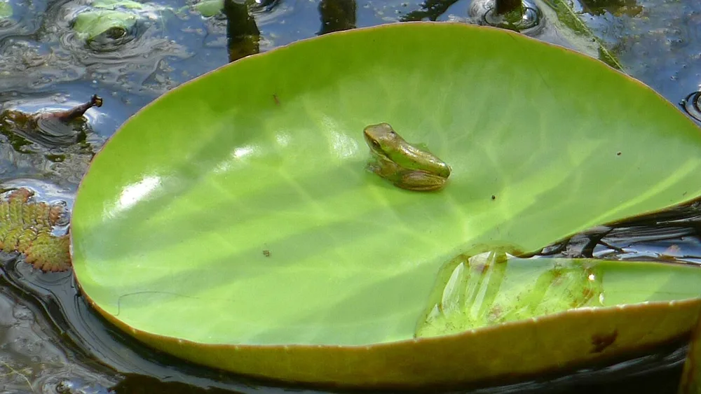 A small green frog sitting alone in the middle of a lily pad